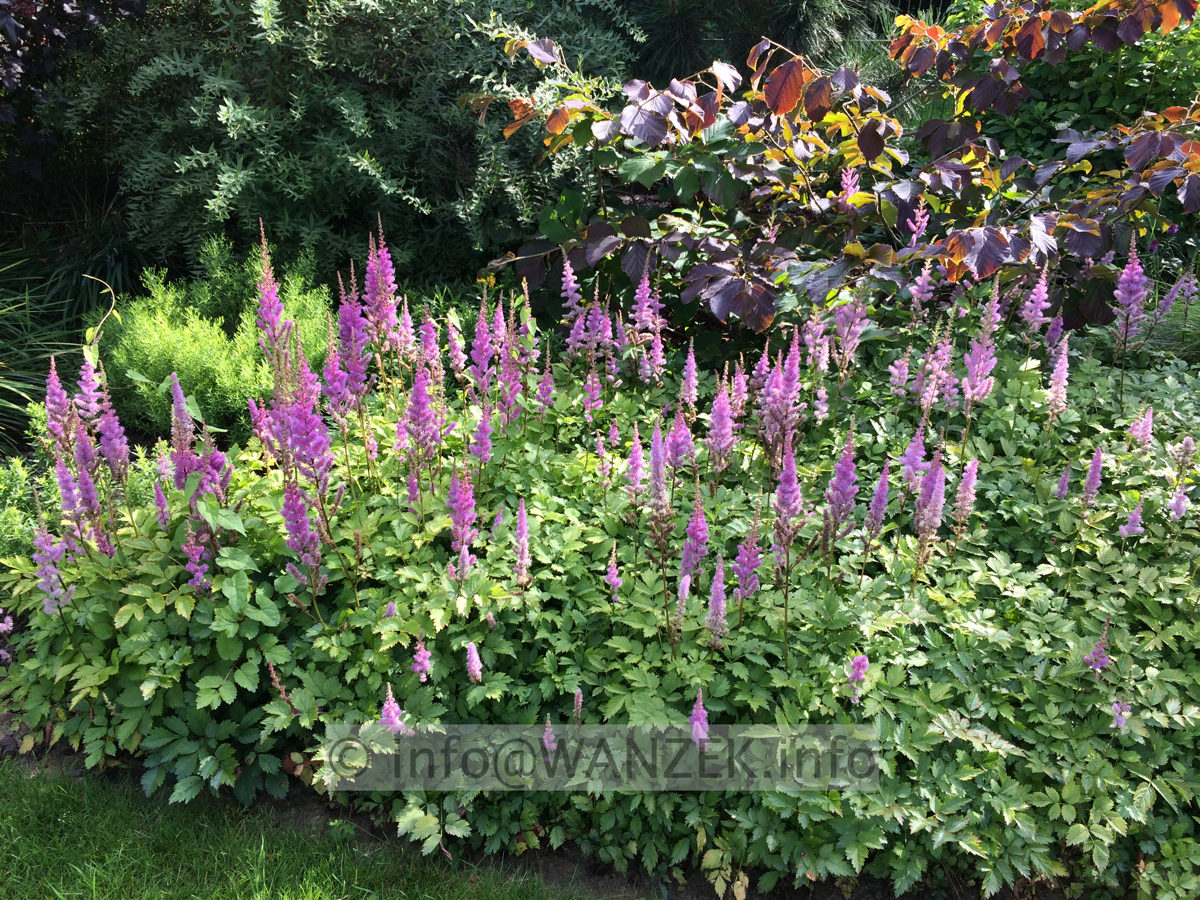 Astilbe chinensis Pumila flaechig bluehend.JPG